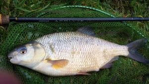 3lb 6oz Hybrid